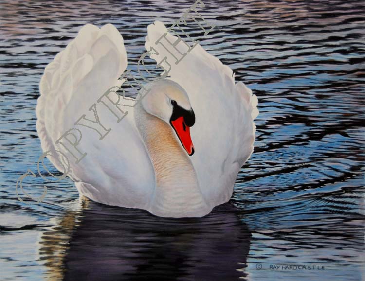 Majestic mute swan